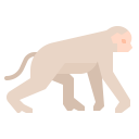 animals,wildlife,zoo,animal,wild,monkey