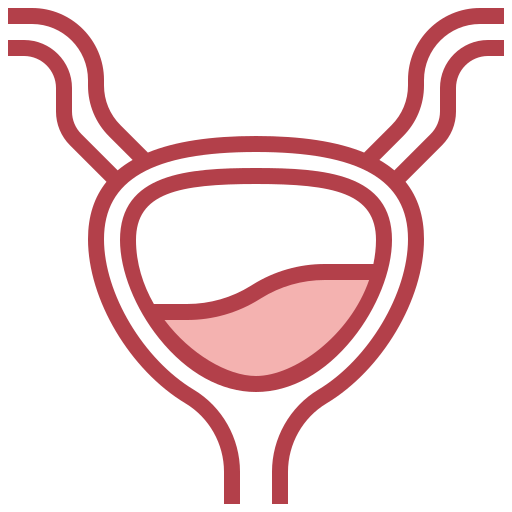 Bladder