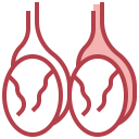 healthcare and medical,education,healthcare,people,diagram,body,balls,anatomy,physiology,human,testicles