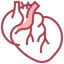 healthcare and medical,education,healthcare,people,heart,diagram,body,anatomy,physiology,human ok 