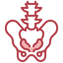 medical,healthcare and medical,education,healthcare,people,body parts,bones,bone,diagram,body,anatomy,human body,physiology,human,pelvis,pelvic area,pelvic bone