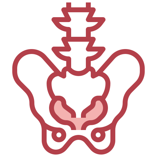 Pelvis