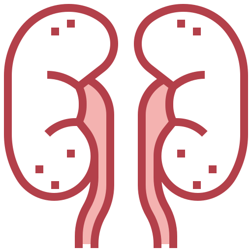 Kidneys
