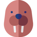 animals,mammal,wildlife,animal kingdom,animal,marine,walrus ok 