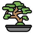 japan,cultures,nature,bonsai,plant,tree,bio