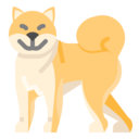 japan,cultures,animals,dog,pets,shiba,shiba inu