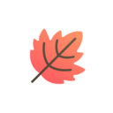 nature,leaf,autumn,fall,maple