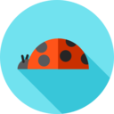 animals,bug,animal kingdom,insect,ladybug