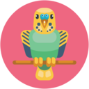 animals,birds,pets,parrot