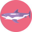 animals,wild animals,shark,marine mammal
