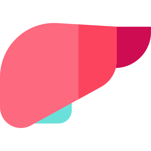 Liver