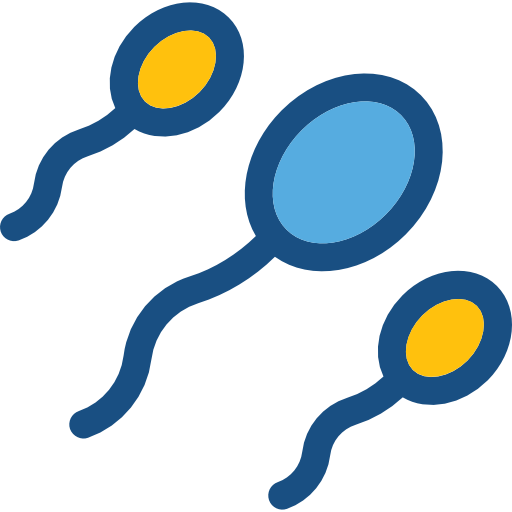 Spermatozoon