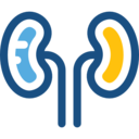 medical,healthcare and medical,organ,anatomy,kidney,urology,urologist,kidneys