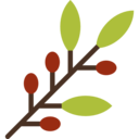 cultures,nature,peace,plant,jewish,Judaism,hebrew,olives