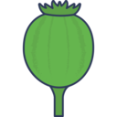 healthcare and medical,miscellaneous,plant,dangerous,drug,opium