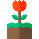 education,nature,botanical,flower,blossom,petals