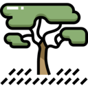 ecology,nature,botanical,tree,gardening,garden,yard,fruit tree