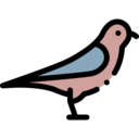 animals,pet,bird,animal,passerines ok 