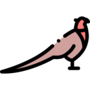 animals,pet,bird,animal,pheasant ok 