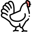 animals,pet,bird,animal,hen