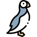 animals,pet,bird,animal,alcidae