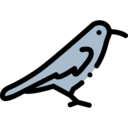 animals,pet,bird,animal,corvid