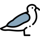 animals,pet,bird,animal,gull