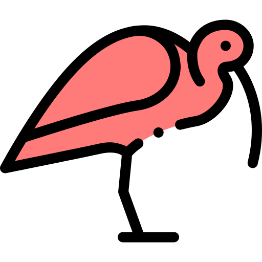 Ibis