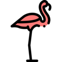 animals,pet,bird,animal,flamingo