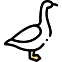 animals,pet,bird,animal,goose