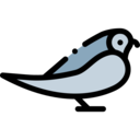 animals,pet,bird,animal,swift