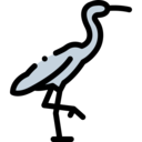 animals,pet,bird,animal,heron