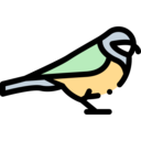 animals,bird,animal,ornithology,parus