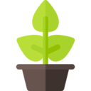 nature,plant,botanical,farming and gardening,leaf,leaves,garden,maturity