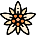 cultures,nature,botanical,flower,blossom,petals,edelweiss