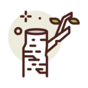 ecology,nature,botanical,tree,birch,birch tree