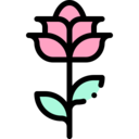 nature,botanical,flower,blossom,petals,rose