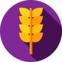 food,food and restaurant,nature,farming and gardening,wheat,grain,wheat plant,wheat grain,grains