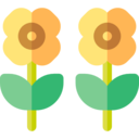 nature,botanical,flower,blossom,petals,sunflower ok 