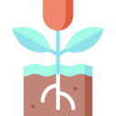 education,nature,botanical,flower,blossom,petals ok 
