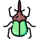 animals,bug,animal kingdom,insect,zoology,beetle,entomology,hercules