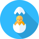 animals,bird,farm,chicken,egg shell