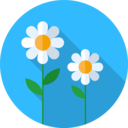 nature,botanical,flower,blossom,petals,daisy