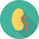 medical,healthcare and medical,organ,anatomy,kidney,urology,urologist,kidneys