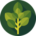 vegan,healthy food,food and restaurant,organic,vegetarian,herbs,basil,herb