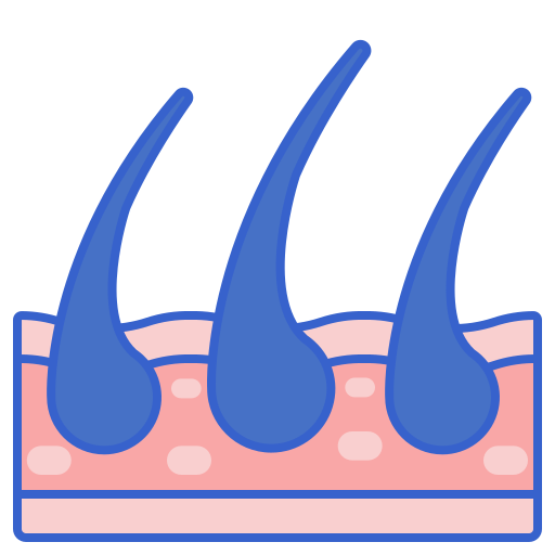Dermis