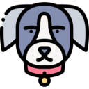 animals,mammal,pet,animal kingdom,dog,dog nose