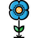 ecology and environment,nature,botanical,flower,blossom,petals,poppy ok 
