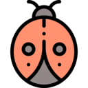 animals,bug,insect,zoology,biology,entomology,ladybug,Ladybird
