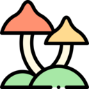 food,food and restaurant,healthcare and medical,nature,mushroom,Muscaria,Fungi,mushrooms